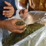 WhatsApp Image 2020-11-16 at 19.46.54 Daun Kratom yang sudah dijemur