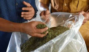 WhatsApp Image 2020-11-16 at 19.46.54 Daun Kratom yang sudah dijemur