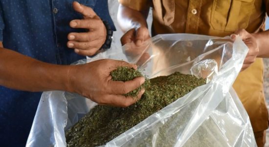 Daun Kratom yang sudah dijemur