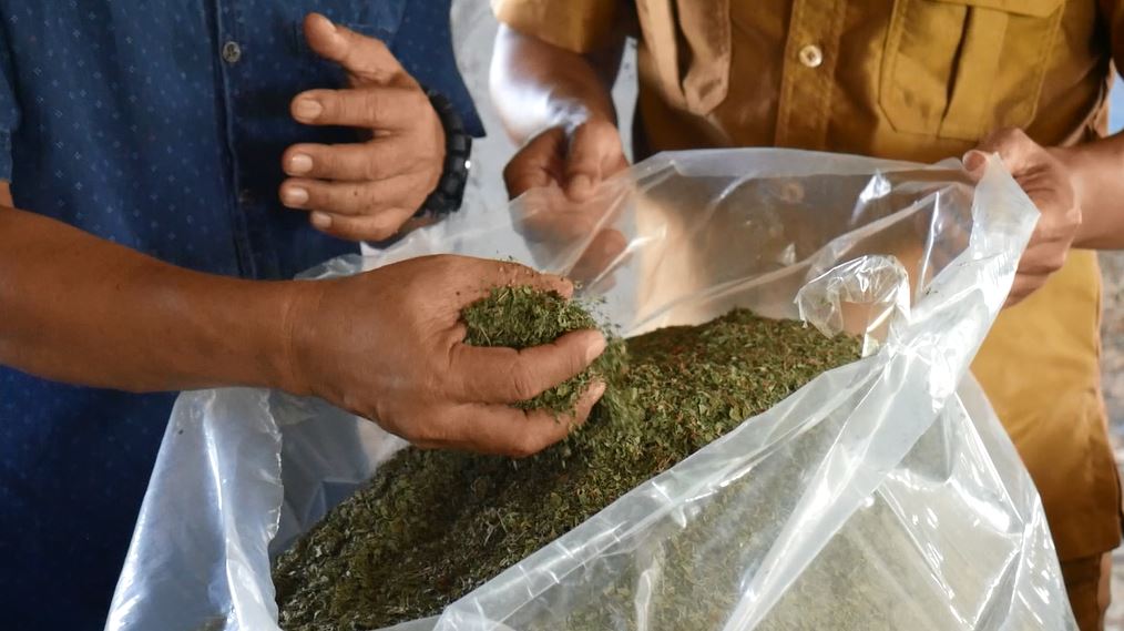 Daun Kratom yang sudah dijemur