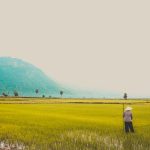 pexels-loifotos-1660898 Gambar ilustrasi persawahan