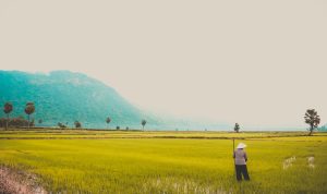 pexels-loifotos-1660898 Gambar ilustrasi persawahan