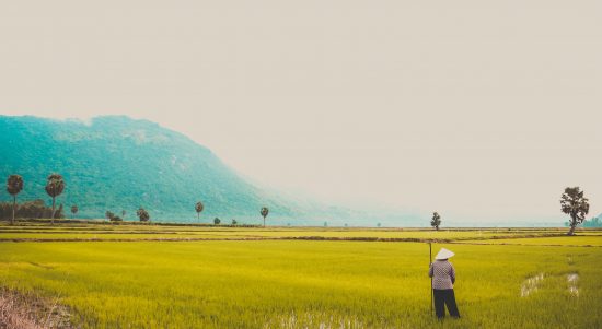 pexels-loifotos-1660898 Gambar ilustrasi persawahan