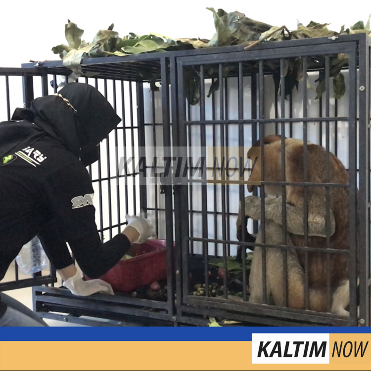Petugas animal rescue sedang memberi makan Tole.