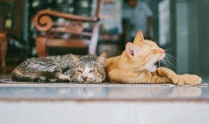 kucing