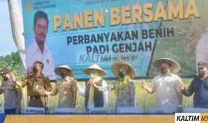 panen padi
