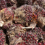 Foto ilustrasi Kelapa Sawit. Sumber foto : Istimewa. Foto ilustrasi Kelapa Sawit. Sumber foto : Istimewa.