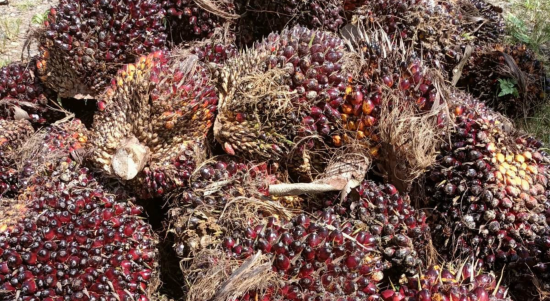 Foto ilustrasi Kelapa Sawit. Sumber foto : Istimewa. Foto ilustrasi Kelapa Sawit. Sumber foto : Istimewa.