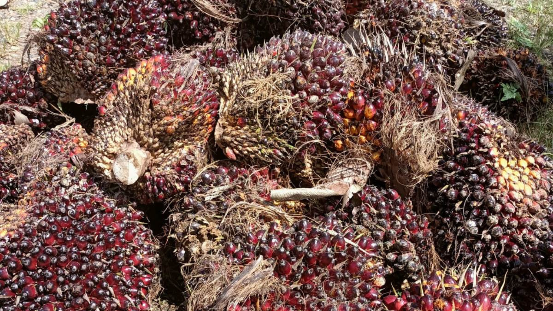 Foto ilustrasi Kelapa Sawit. Sumber foto : Istimewa.