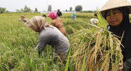 Dok. Humas Kementerian Pertanian.
