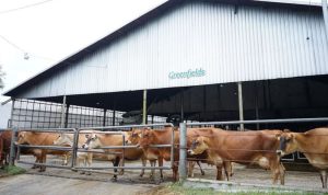 Peternakan sapi perah. Dok. Greenfields Indonesia.