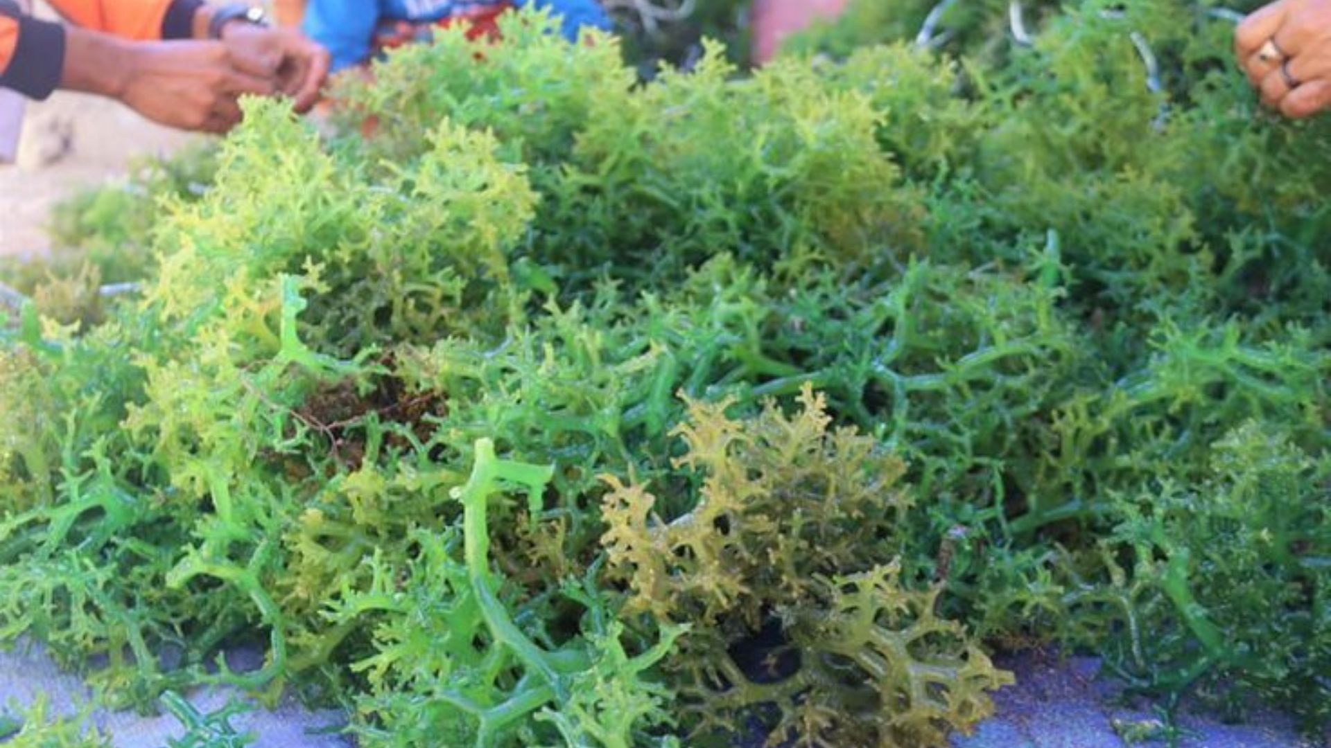 Kaltimnow watermark_20231101_153301_0000