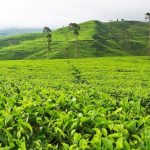 Ilustrasi Agrowisata. Istimewa.