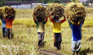 Desa Rapak Lembur Terpilih Jadi Lokus PPE dan Dapat Bantuan Sarana Produksi Pertanian