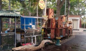 Mini Zoo