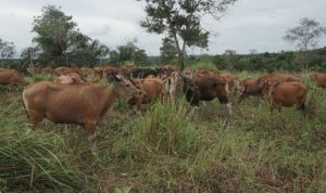Sapi
