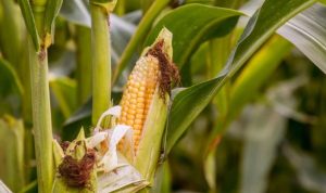 Lahan Jagung