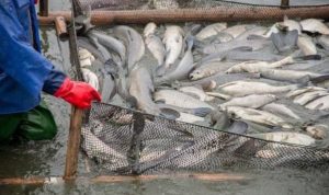 ikan