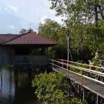 Mangrove Mentawir: Masa Depan Pariwisata Berkelanjutan di Penajam Paser Utara