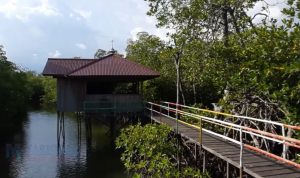 Mangrove Mentawir: Masa Depan Pariwisata Berkelanjutan di Penajam Paser Utara