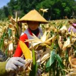 Petani jagung. (Ist)