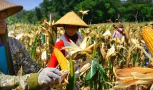 Petani jagung. (Ist)