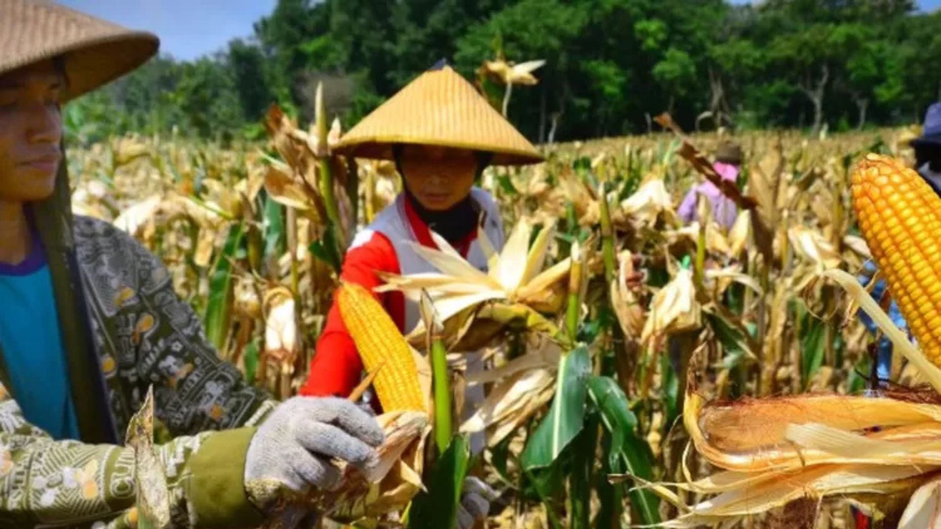 Petani jagung. (Ist)