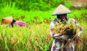 Ilustrasi ketahanan pangan (Foto: mirror.mui.or.id)