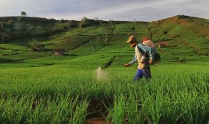 Ilustrasi Petani. (Ist)