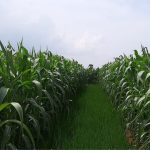 Jagung