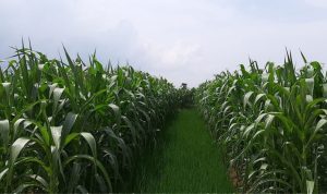 Jagung