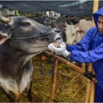 Pemeriksaan kesehatan mulut hewan qurban. (Ist)