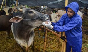 Pemeriksaan kesehatan mulut hewan qurban. (Ist)