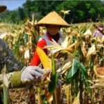 Ilustrasi petani jagung. (Ist)