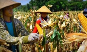 Ilustrasi petani jagung. (Ist)