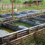 Budidaya Ikan. (Ist)
