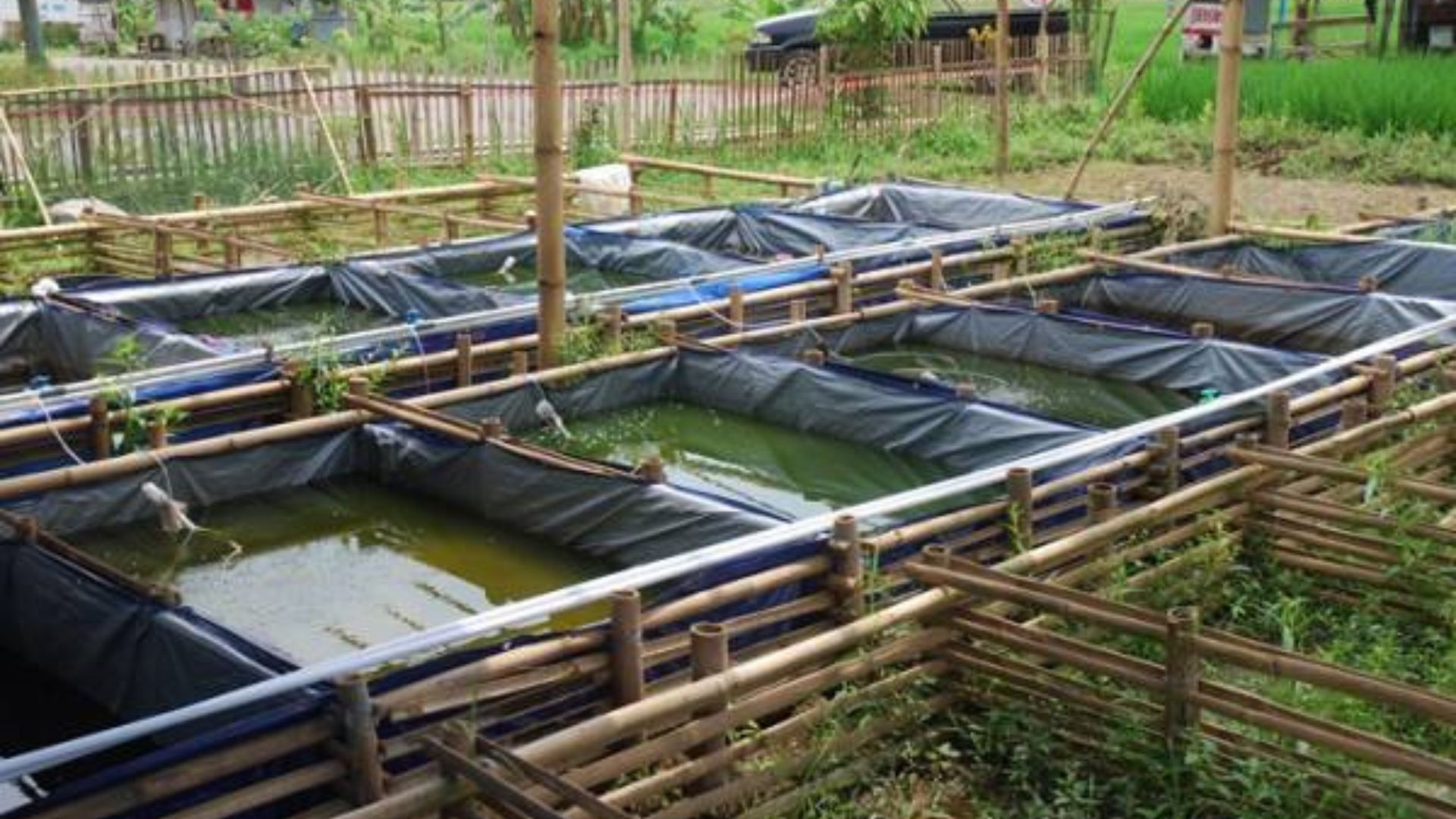 Budidaya Ikan. (Ist)