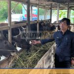 Pastikan Hewan Sehat, Distanak Kukar Turun Langsung ke Lapangan