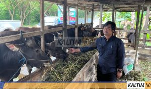 Pastikan Hewan Sehat, Distanak Kukar Turun Langsung ke Lapangan