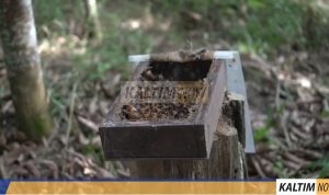 Madu kelulut teluk dalam