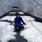 Desa Kersik Jadi Pelopor Garam Modern, Kukar Bidik Kemandirian Ekonomi Pesisir