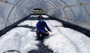Desa Kersik Jadi Pelopor Garam Modern, Kukar Bidik Kemandirian Ekonomi Pesisir