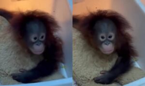Foto: Tama, seekor bayi orang utan, yang dikunci di ruang karantina Bandung Zoo. Sumber: Istimewa. Foto: Tama, seekor bayi orang utan, yang dikunci di ruang karantina Bandung Zoo. Sumber: Istimewa.