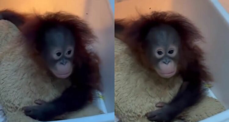 Foto: Tama, seekor bayi orang utan, yang dikunci di ruang karantina Bandung Zoo. Sumber: Istimewa.