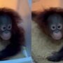 Foto: Tama, seekor bayi orang utan, yang dikunci di ruang karantina Bandung Zoo. Sumber: Istimewa.