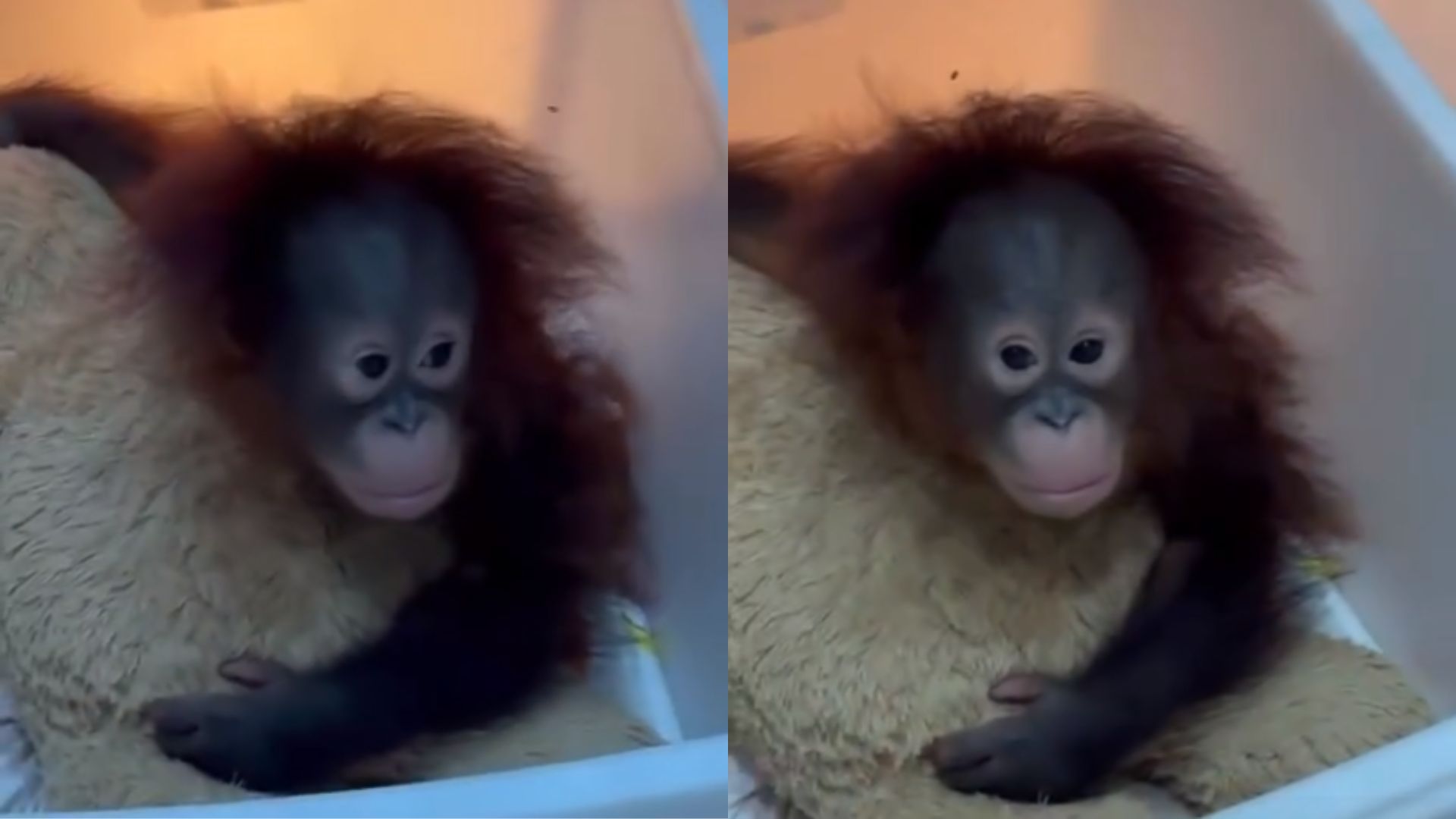 Foto: Tama, seekor bayi orang utan, yang dikunci di ruang karantina Bandung Zoo. Sumber: Istimewa.