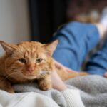 Foto: Seekor kucing orange. Sumber: istimewa. Foto: Seekor kucing orange. Sumber: istimewa.
