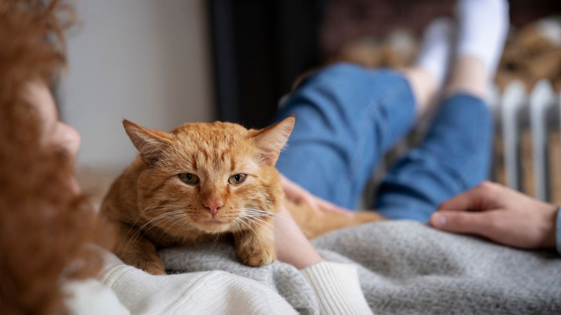Foto: Seekor kucing orange. Sumber: istimewa. Foto: Seekor kucing orange. Sumber: istimewa.