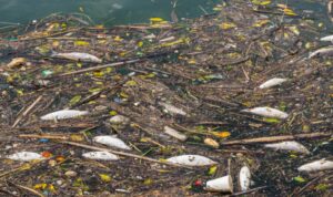 Foto: Potret pencemaran sungai di Indonesia. Sumber: Istimewa. Foto: Potret pencemaran sungai di Indonesia. Sumber: Istimewa.