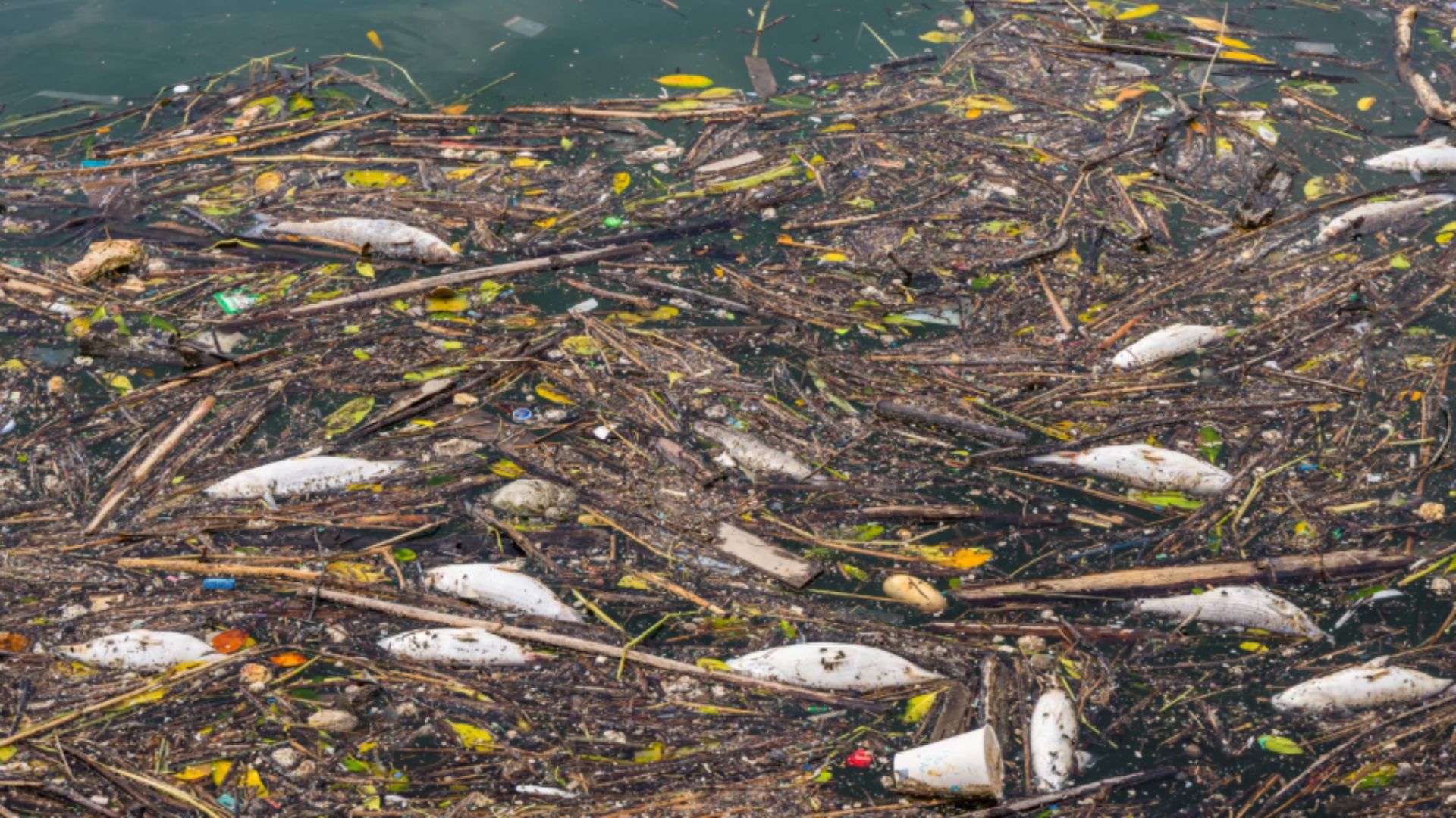 Foto: Potret pencemaran sungai di Indonesia. Sumber: Istimewa.